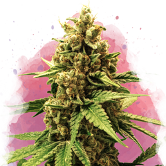 Great White Shark Feminized