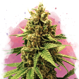 Great White Shark Feminized - Nirvana Shop 