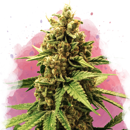 Great White Shark Feminized - Nirvana Shop 
