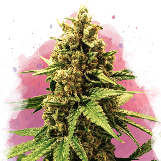 Great White Shark Feminized - Nirvana Shop 