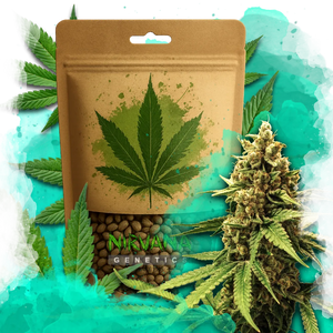 A brown resealable pouch featuring a large green cannabis leaf sits amid cannabis leaves and a cannabis bud, with splashes of teal and green in the background. The text “Nirvana Genetics” is visible at the bottom.