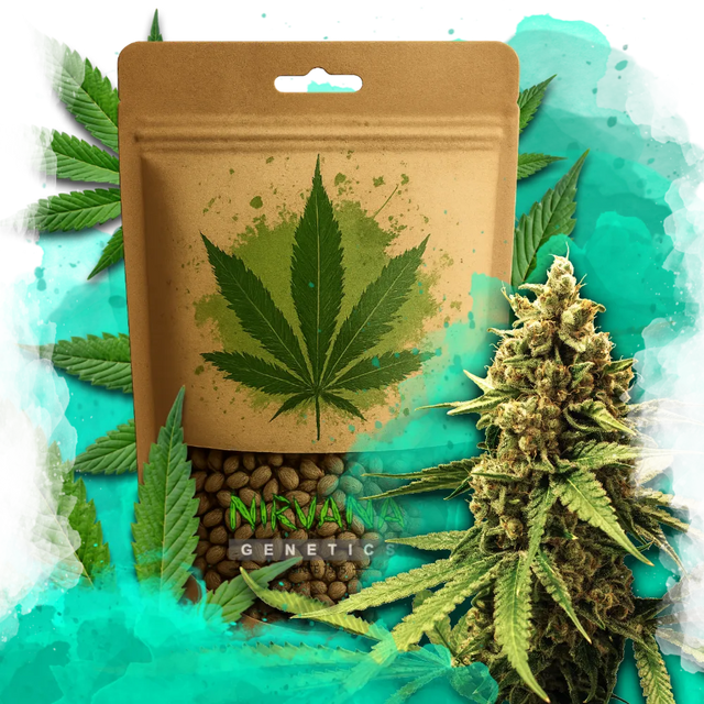 Great White Shark Feminized 100 Seeds