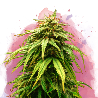 Green Crack Feminized - Nirvana Shop 