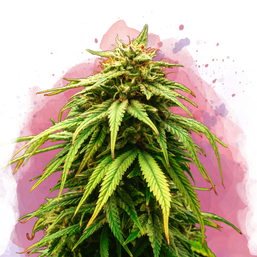 Green Crack Feminized Resale - Nirvana Shop 