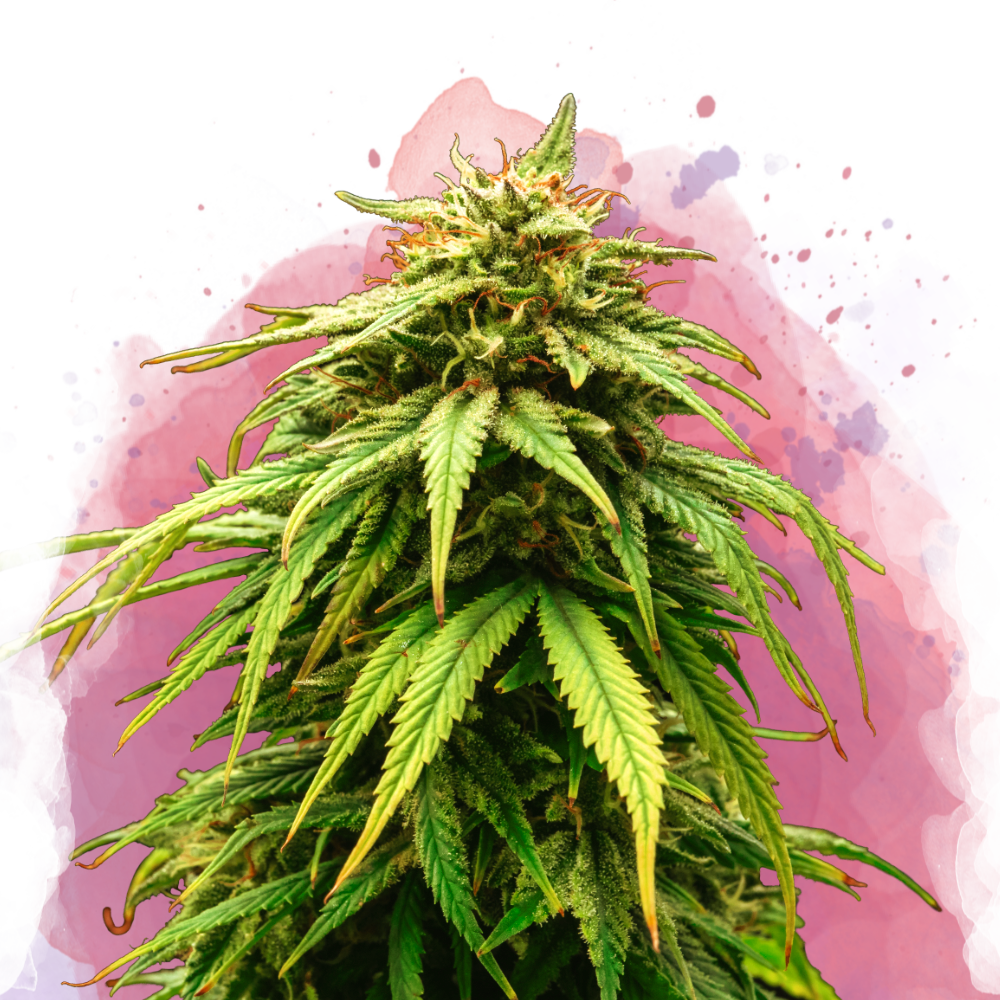 Green Crack Feminized (100 seeds) - Nirvana Shop 