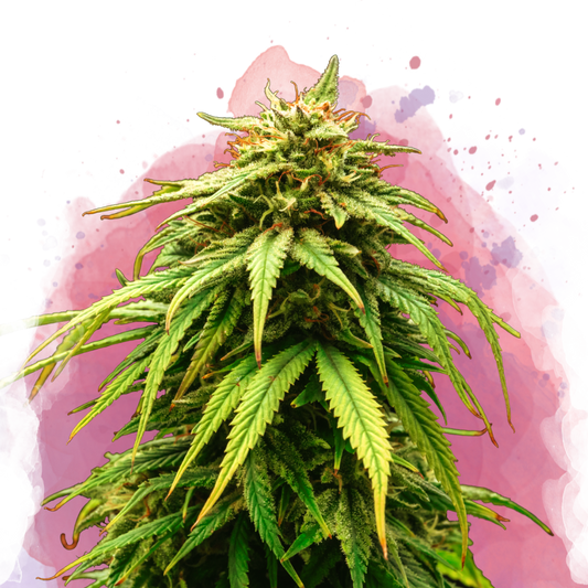 Green Crack Feminized (100 seeds) - Nirvana Shop 