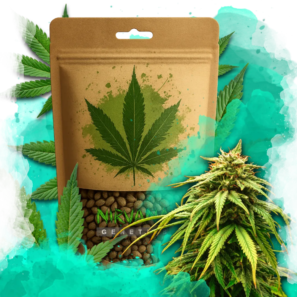 Green Crack Feminized 100 Seeds