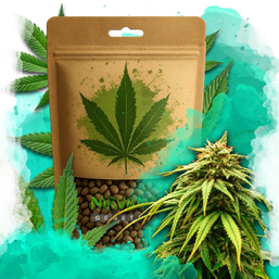 Green Crack Feminized 100 Seeds