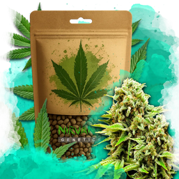 Green Poison Feminized 100 Seeds