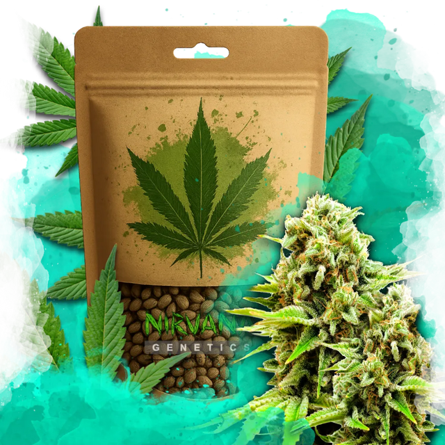 Green Poison Feminized 100 Seeds