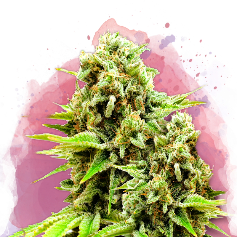 Green Poison Feminized - Nirvana Shop 