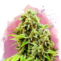 Green Poison Feminizované