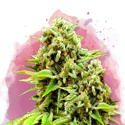 Green Poison Feminized - Nirvana Shop 