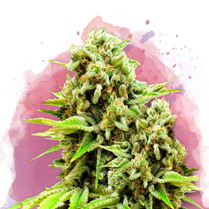 Green Poison Feminized - Nirvana Shop 