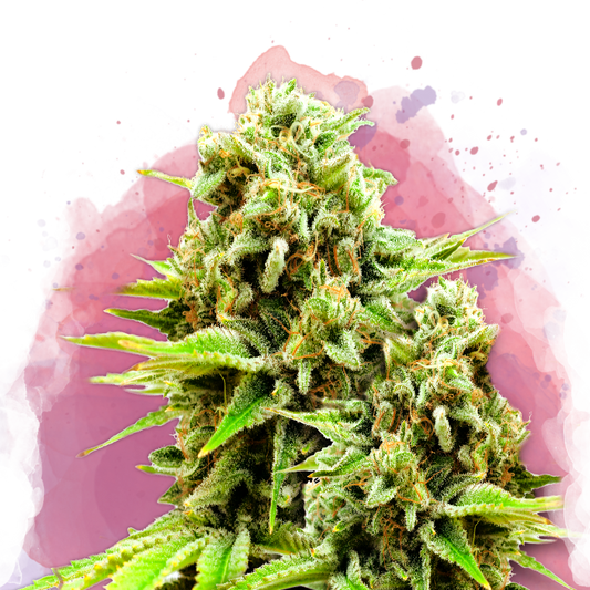 Green Poison Feminized - Nirvana Shop 