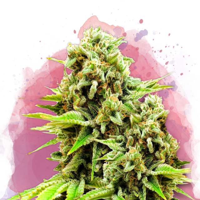 Green Poison Feminized