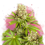 Hawaii Maui Waui Feminized - Nirvana Shop 