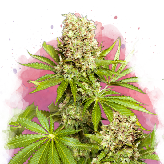 Hawaii Maui Waui Feminized - Nirvana Shop 