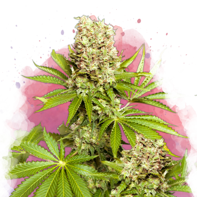 Hawaii Maui Waui Feminisiert