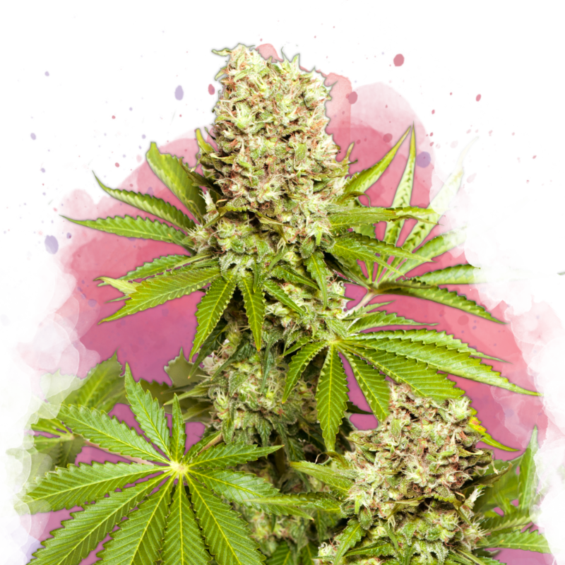 Hawaii Maui Waui Feminized (100 seeds) - Nirvana Shop 