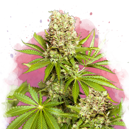 Hawaii Maui Waui Feminized (100 seeds) - Nirvana Shop 