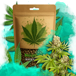 Hawaii Maui Waui Feminized 100 Seeds