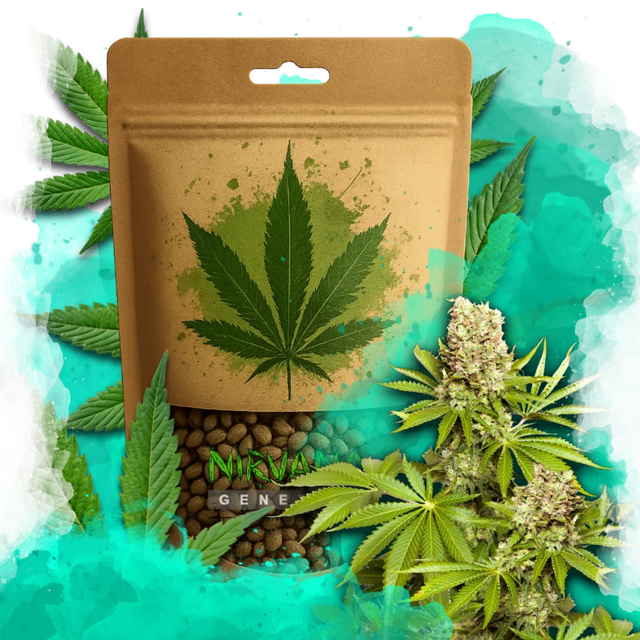 Hawaii Maui Waui Feminized 100 Seeds