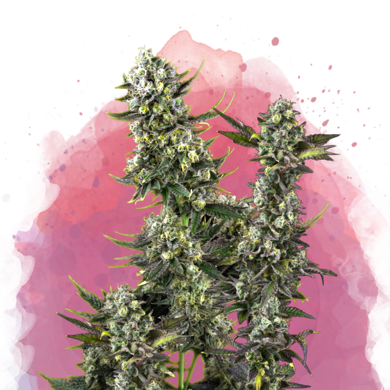 Hindu Kush Feminized - Nirvana Shop 