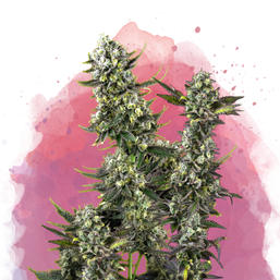 Hindu Kush Feminized - Nirvana Shop 