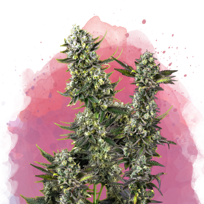 Hindu Kush Feminized - Nirvana Shop 