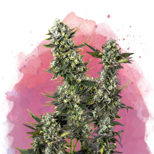 Hindu Kush Feminized - Nirvana Shop 