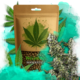 Hindu Kush Feminized 100 Seeds