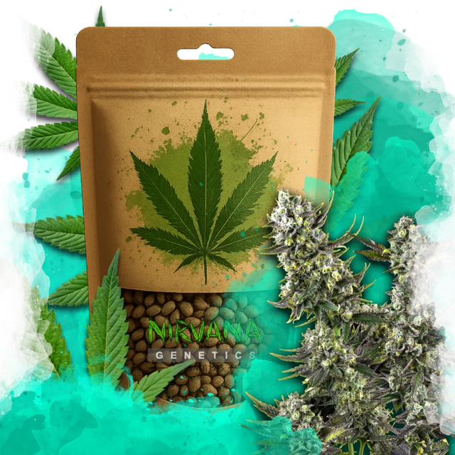 Hindu Kush Feminized 100 Seeds