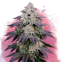 Ice Cream Cake Feminized