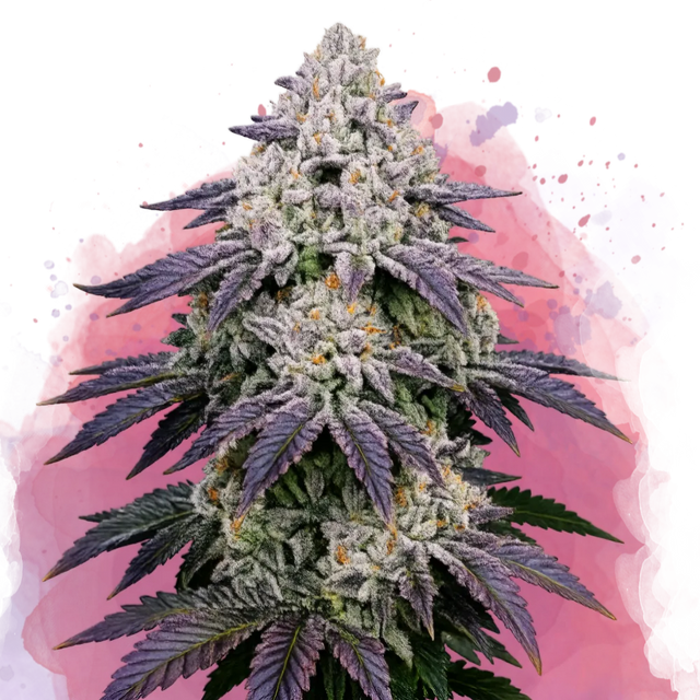Ice Cream Cake Feminized