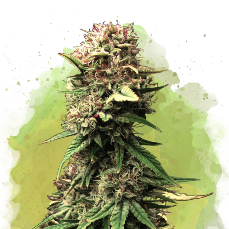 Jock Horror Autoflower (100 seeds) - Nirvana Shop 