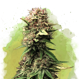 Jock Horror Autoflower (100 seeds) - Nirvana Shop 