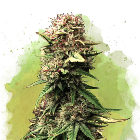 Jock Horror Autoflower (100 seeds) - Nirvana Shop 