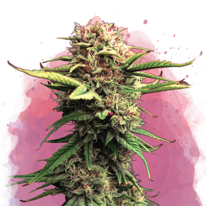 Jock Horror Feminized - Nirvana Shop 