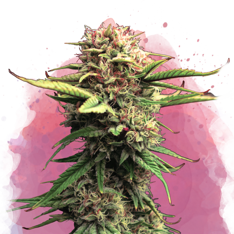 Jock Horror Feminized (100 seeds) - Nirvana Shop 