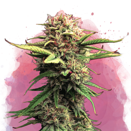 Jock Horror Feminized (100 seeds) - Nirvana Shop 