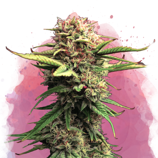 Jock Horror Feminized (100 seeds) - Nirvana Shop 