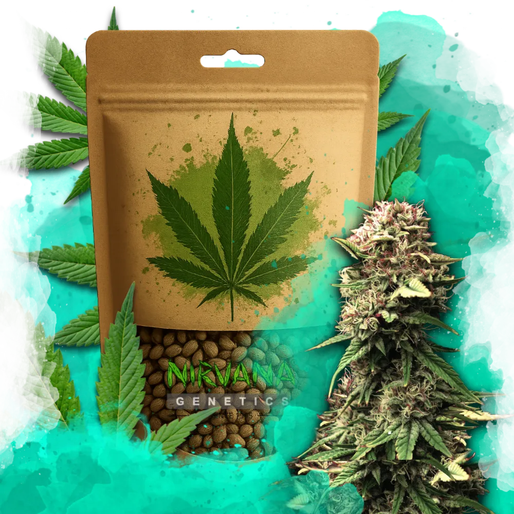 Jock Horror Autoflower 100 Seeds