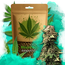 Jock Horror Autoflower 100 Seeds