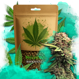 Jock Horror Feminized 100 Seeds