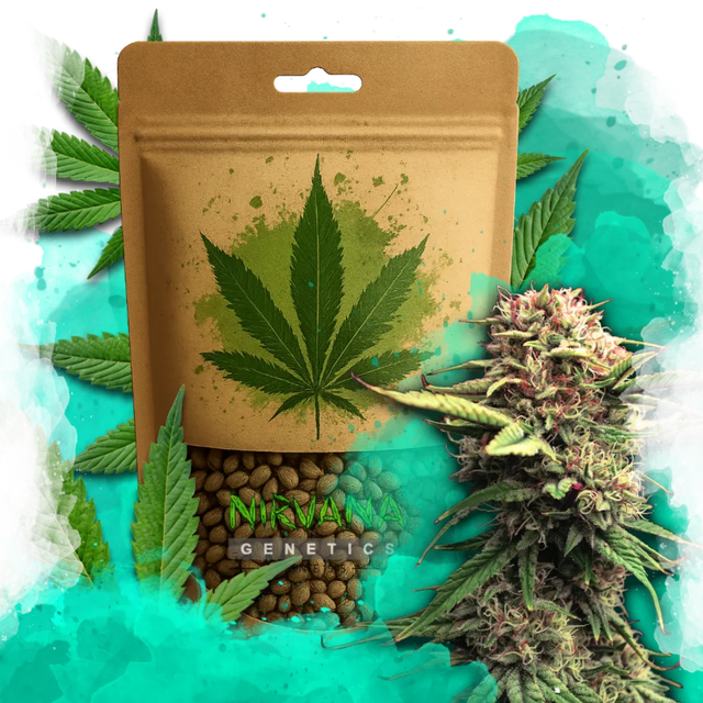 Jock Horror Feminized 100 Seeds