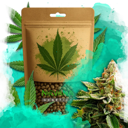 LSD Feminized 100 Seeds