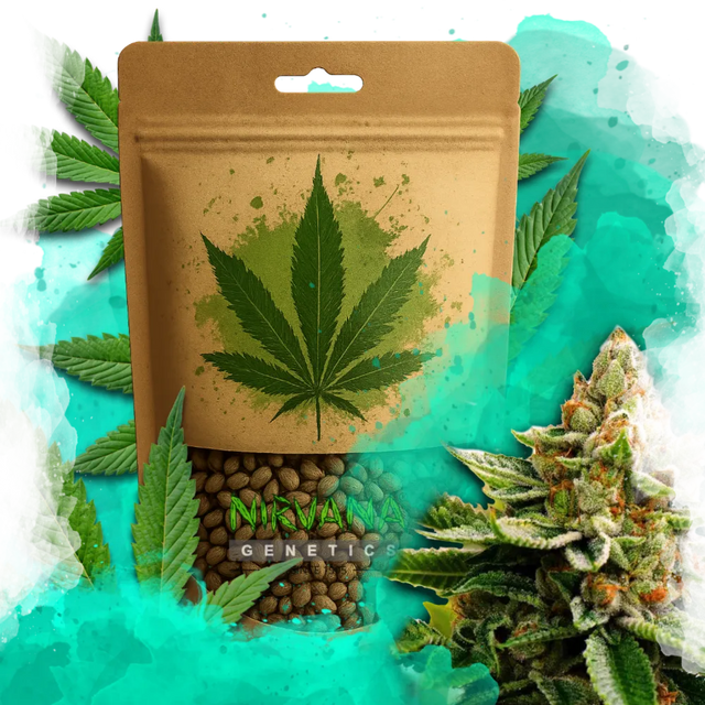 LSD Feminized 100 Seeds