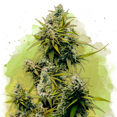 Lemon OG Haze Autoflower