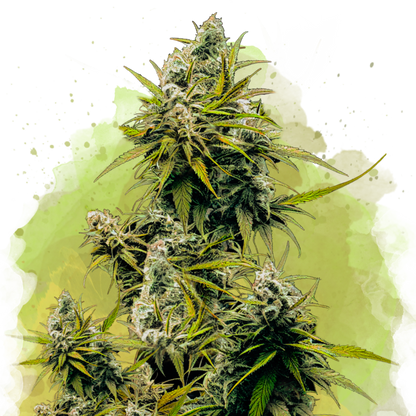 Lemon OG Haze Autoflower - Nirvana Shop 